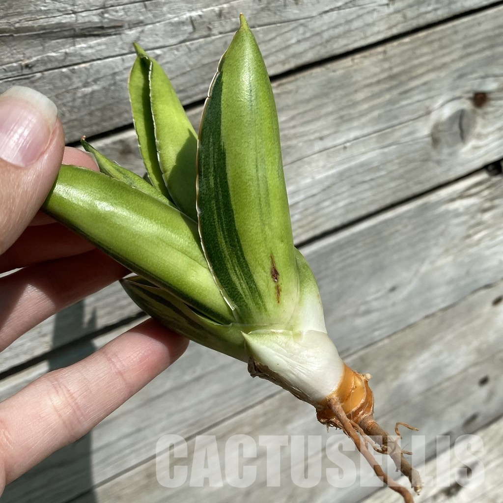 SH34652 Sansevieria 'Andaman' f. variegata - Image 3