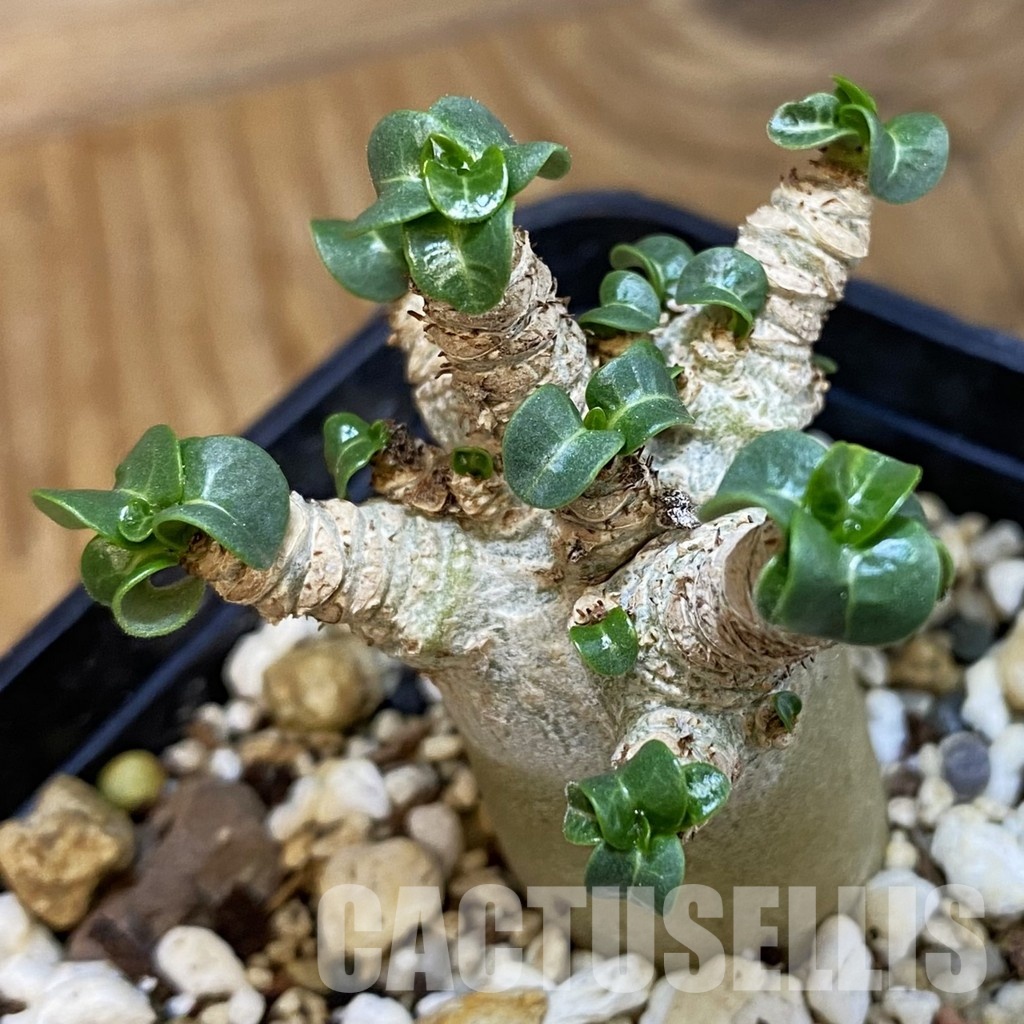 SH34755 Adenium arabicum DHA - Image 2