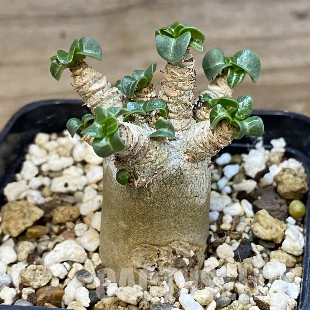 SH34755 Adenium arabicum DHA - Image 3