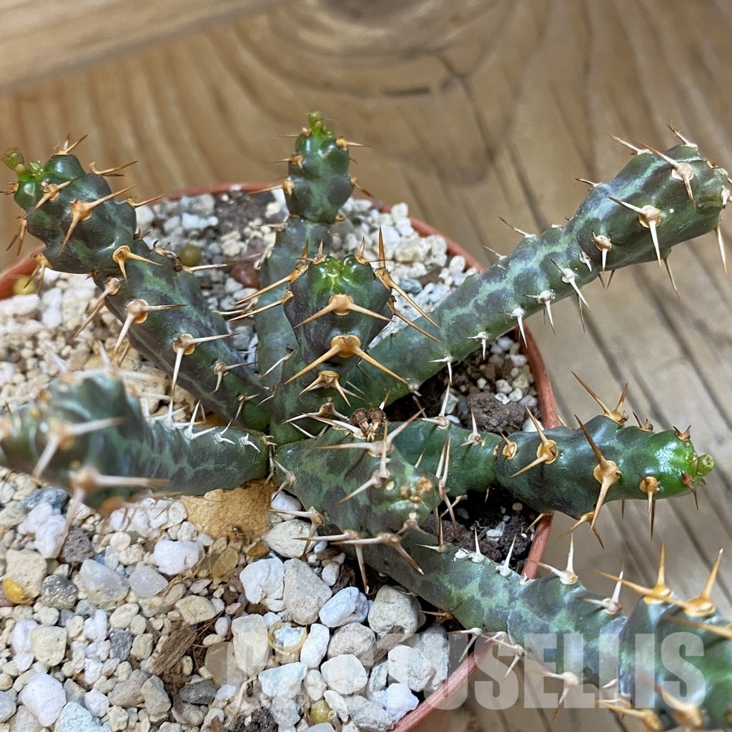SH34756 Euphorbia micracantha - Image 2