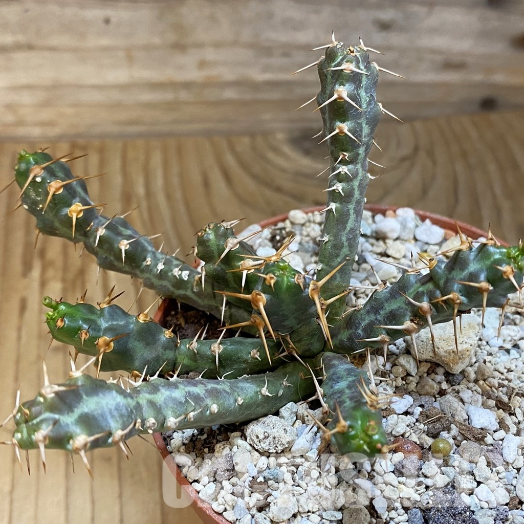 SH34756 Euphorbia micracantha