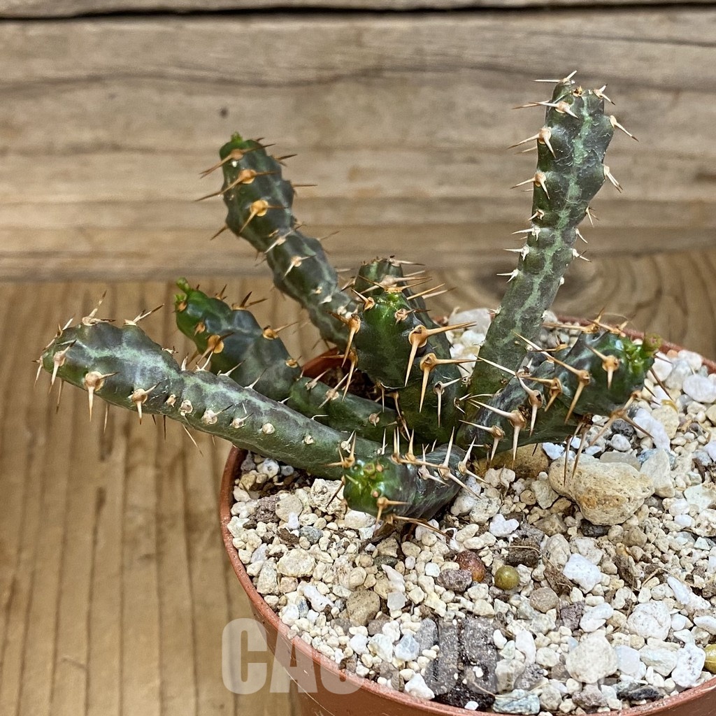 SH34756 Euphorbia micracantha - Image 3