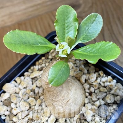 SH34757 Euphorbia primulifolia