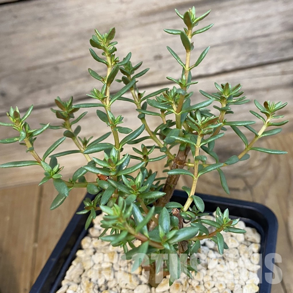 SH34758 Crassula sarcocaulis ssp. rupicola