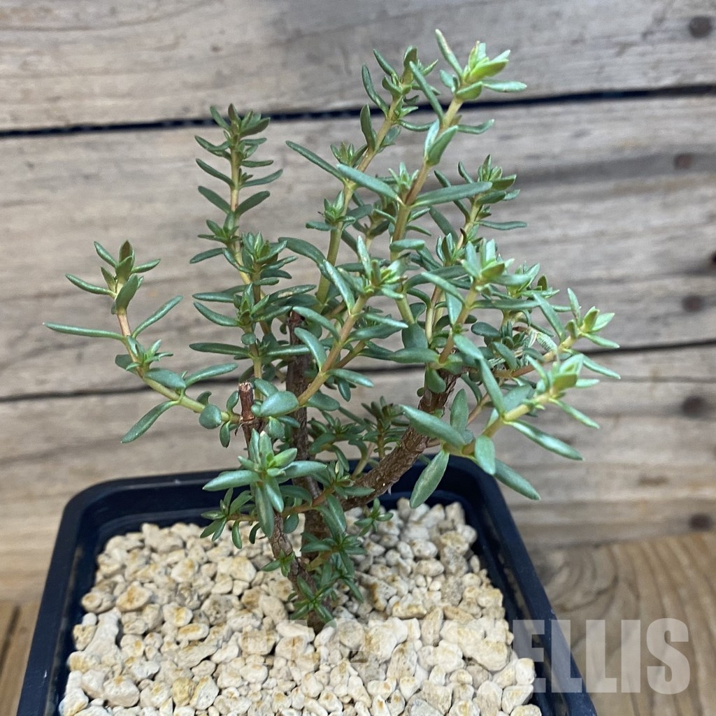 SH34758 Crassula sarcocaulis ssp. rupicola - Image 2