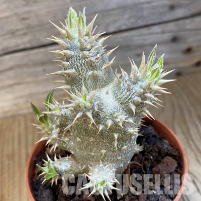 SH34760 Pachypodium horombense