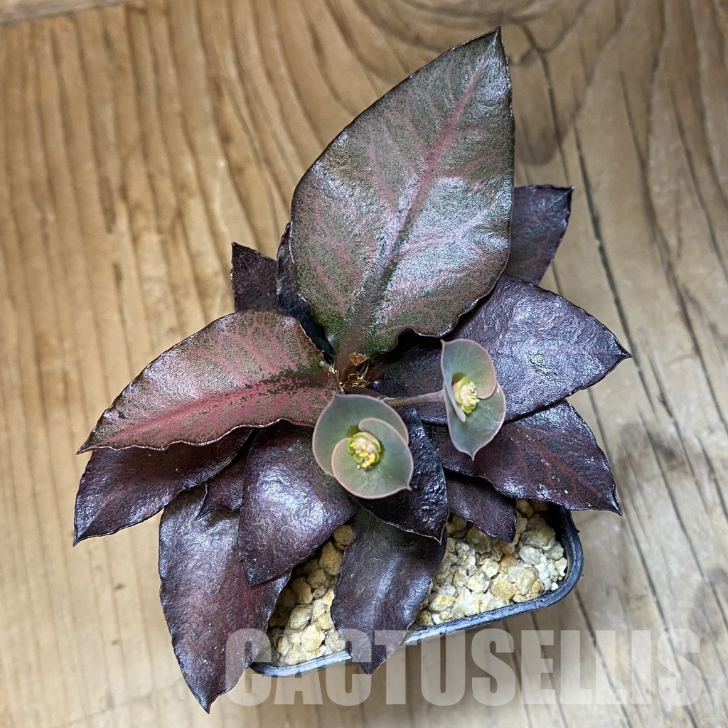 SH34725 Euphorbia francoisii hybrid - Image 2