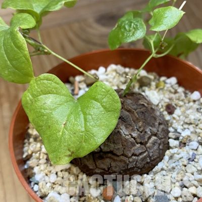 SH33761 Dioscorea elephantipes
