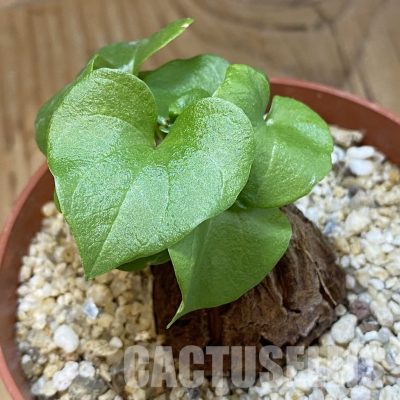 SH33762 Dioscorea elephantipes