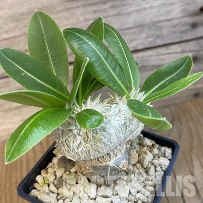 SH34764 Pachypodium brevicaule, grafted