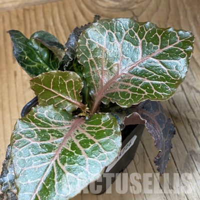 SH34726 Euphorbia francoisii hybrid