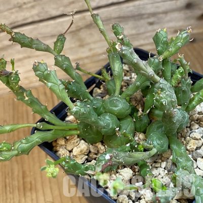 SH34770 Euphorbia globosa