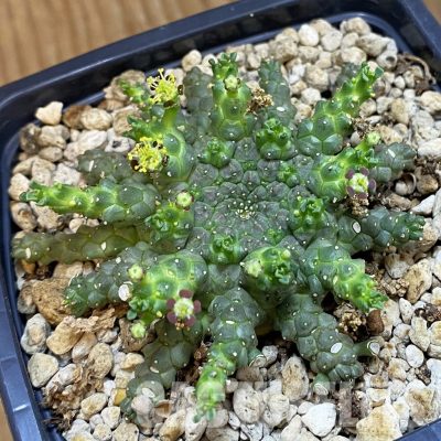 SH34771 Euphorbia aff. gorgonis GM224