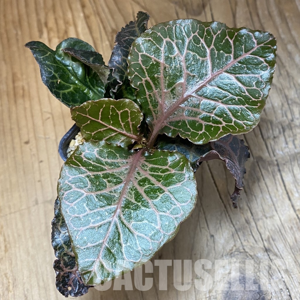 SH34726 Euphorbia francoisii hybrid - Image 2