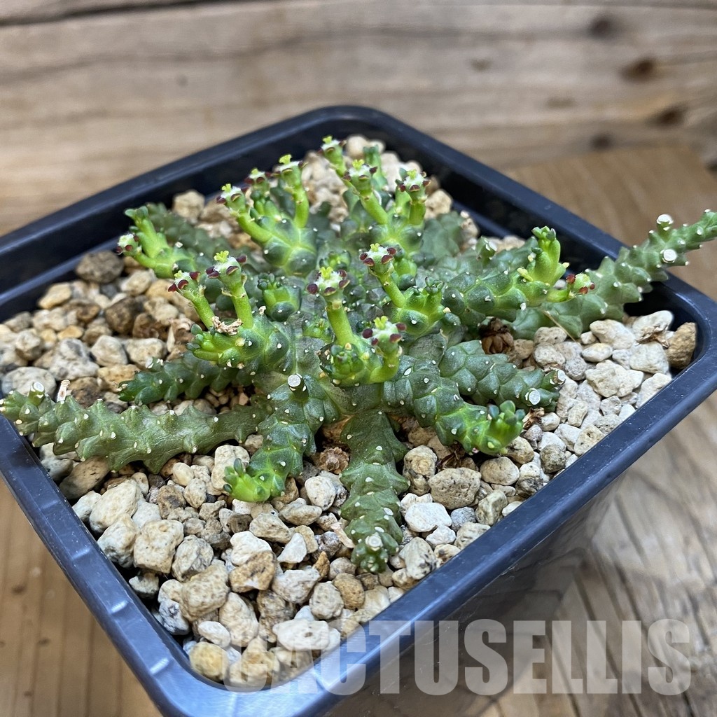 SH34772 Euphorbia aff. gorgonis GM224 - Image 2
