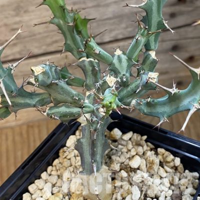 SH34773 Euphorbia meridionalis