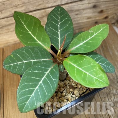 SH34775 Euphorbia millotii