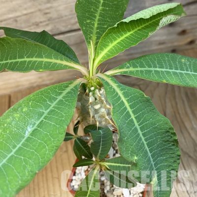 SH34777 Euphorbia perrieri