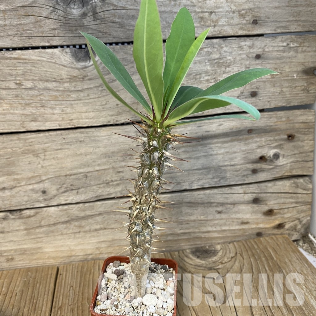 SH34778 Euphorbia didiereoides - Image 2