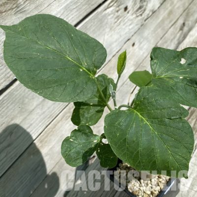 SH34779 Ipomoea lapidosa ES21291 -Tanzania-