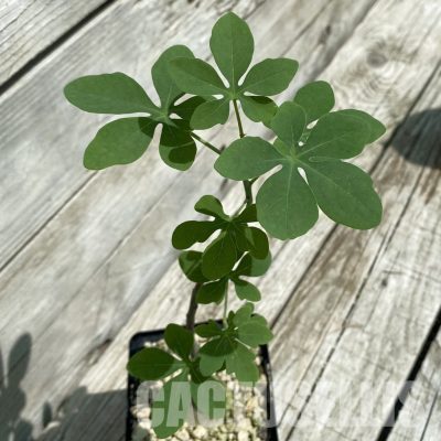 SH34780 Adenia glauca