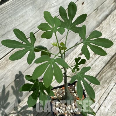 SH34781 Adenia glauca
