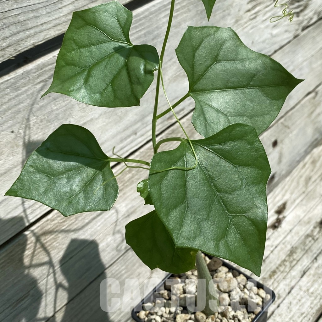 SH34784 Gerrardanthus lobatus