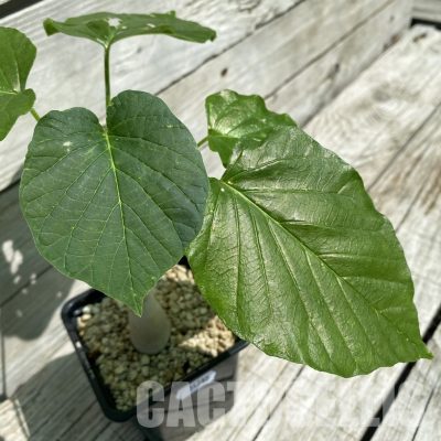 SH34785 Ipomoea lapidosa ES21291 -Tanzania-