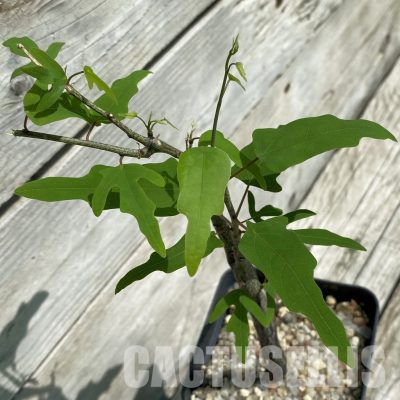 SH34786 Adenia olaboensis