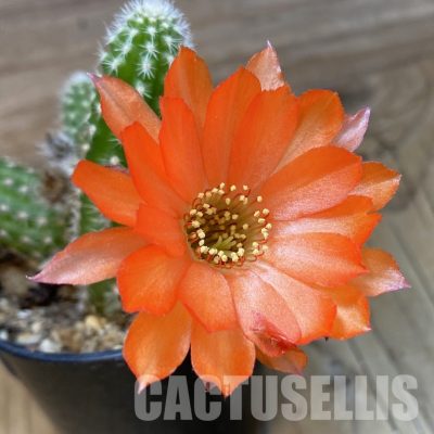 SH34722 Chamaelobivia hybrid