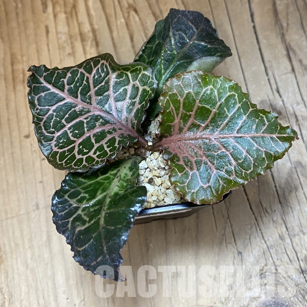 SH34728 Euphorbia francoisii hybrid - Image 2