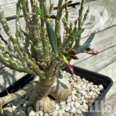 SH34793 Pachypodium bispinosum