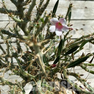 SH34797 Pachypodium bispinosum