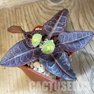 SH34729 Euphorbia francoisii -Thai hybrid-