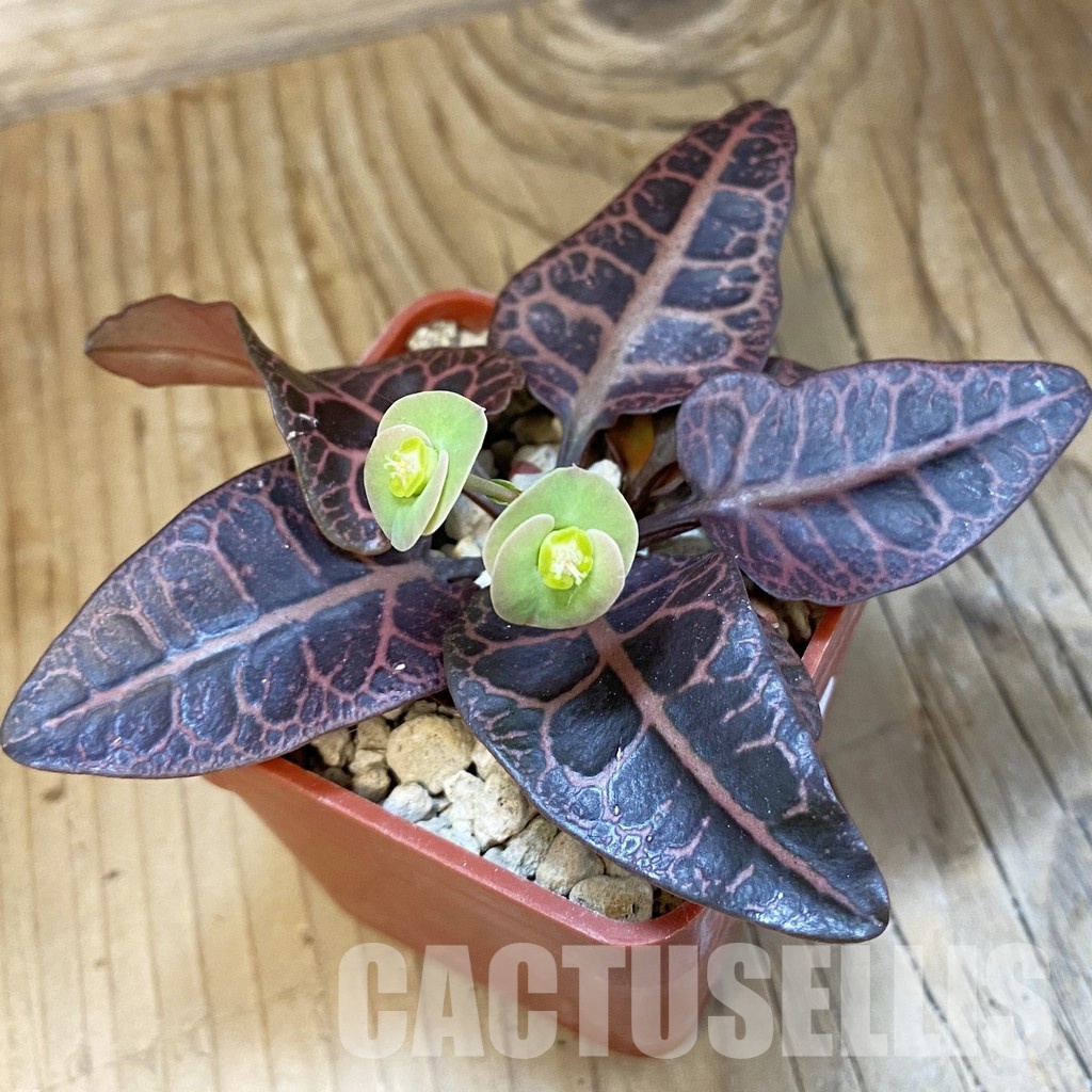 SH34729 Euphorbia francoisii -Thai hybrid-