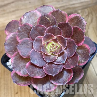 SH34798 Aeonium 'Black Poseidon'