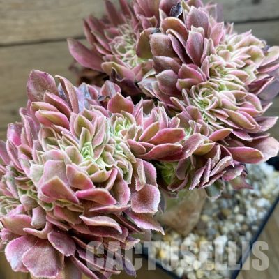 SH34801 Aeonium 'Fragrant Beauty' f. cristata