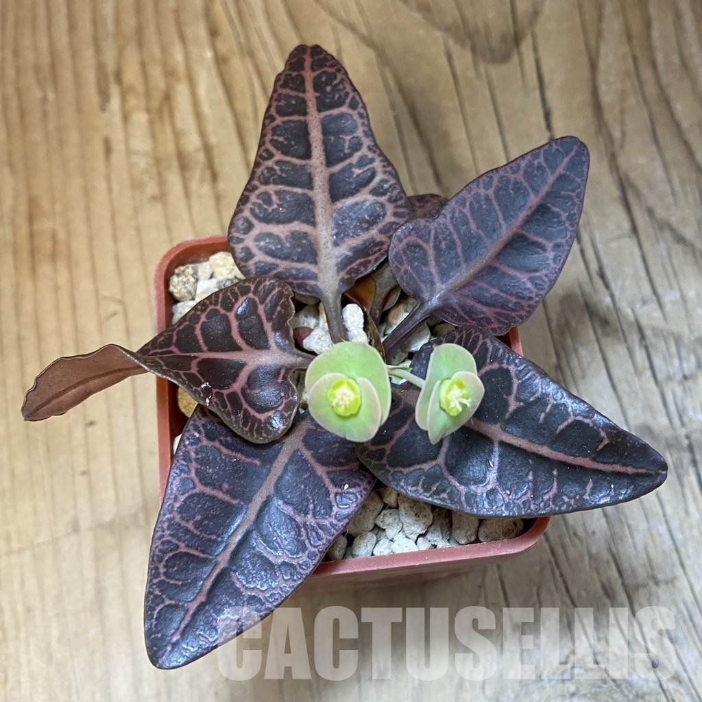 SH34729 Euphorbia francoisii -Thai hybrid- - Image 2