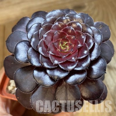 SH34807 Aeonium 'Short Black'