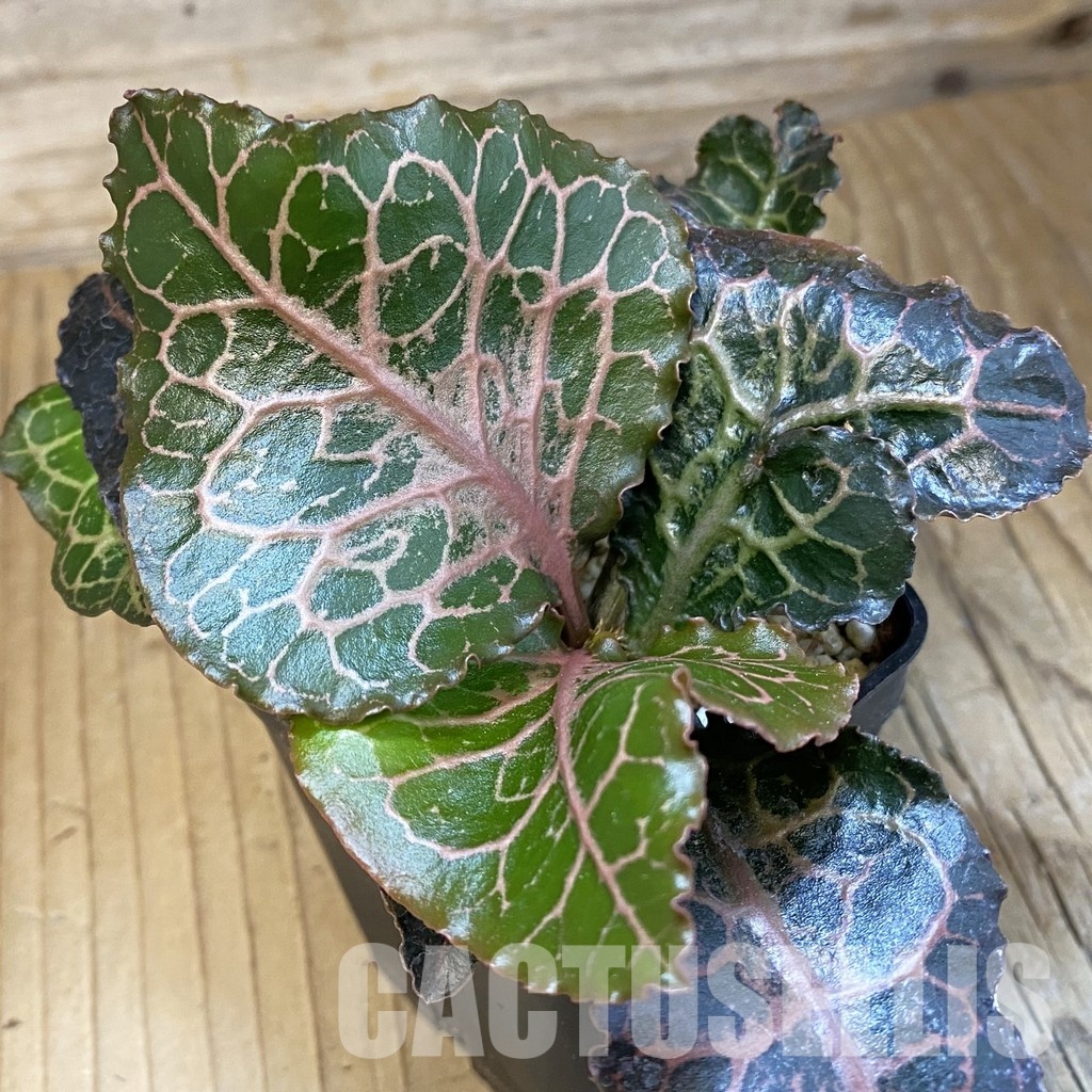 SH34730 Euphorbia francoisii hybrid