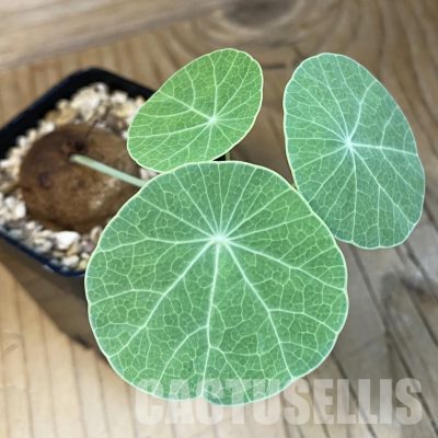 SH34731 Stephania erecta