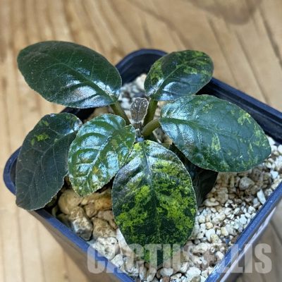 SH34733 Dorstenia foetida f. variegata
