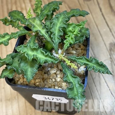 SH34735 Euphorbia decaryi v. spirosticha