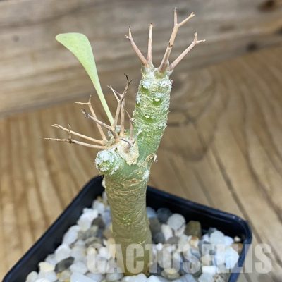 SH34736 Othonna euphorbioides