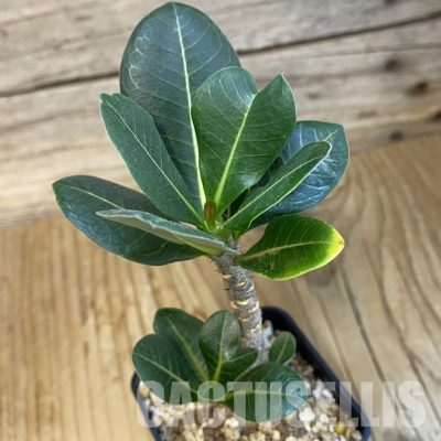 SH34739 Adenium arabicum ‘Black Body’