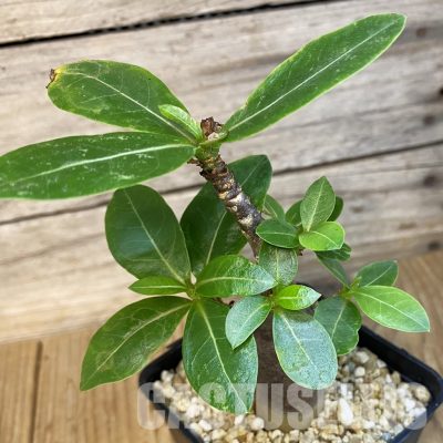 SH34740 Adenium arabicum ‘Black Body’