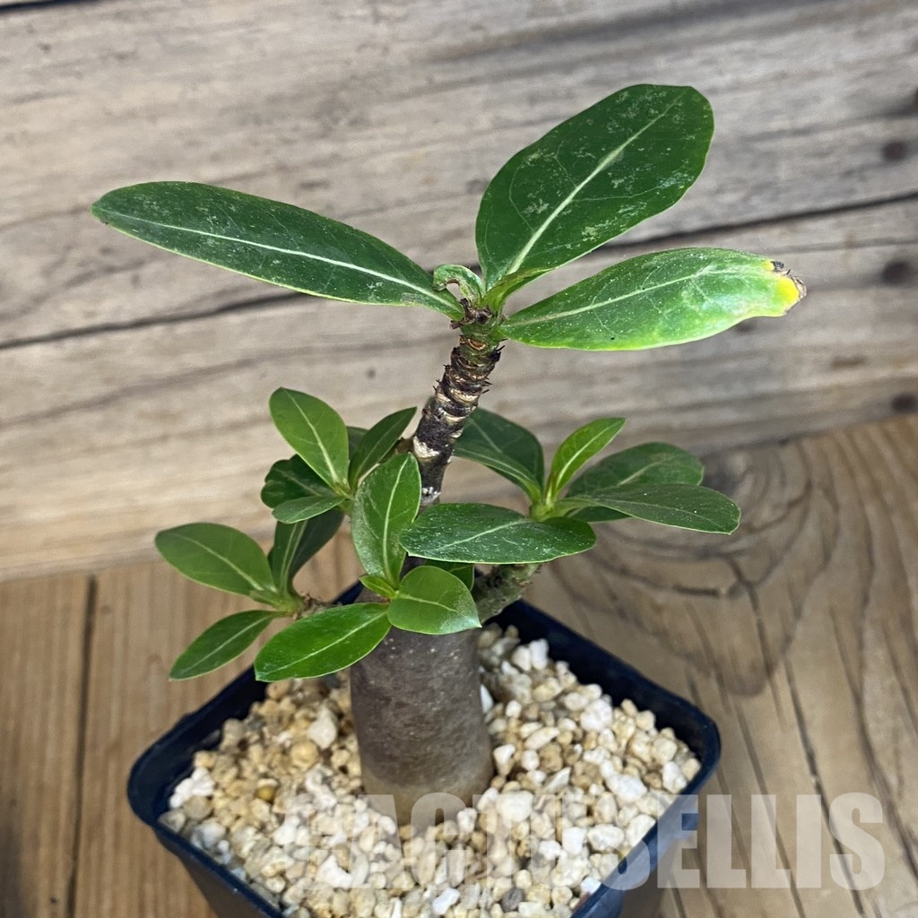 SH34740 Adenium arabicum ‘Black Body’ - Image 2