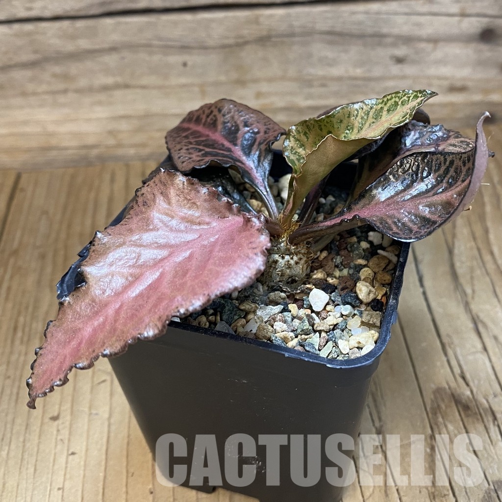 SH34723 Euphorbia francoisii hybrid - Image 2