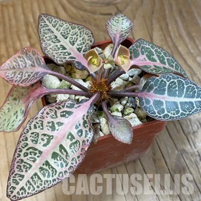 SH34742 Euphorbia francoisii -Thai hybrid-