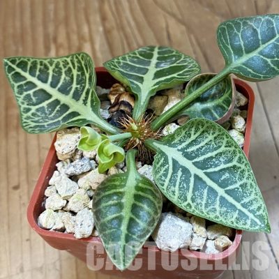 SH34743 Euphorbia francoisii -Thai hybrid-
